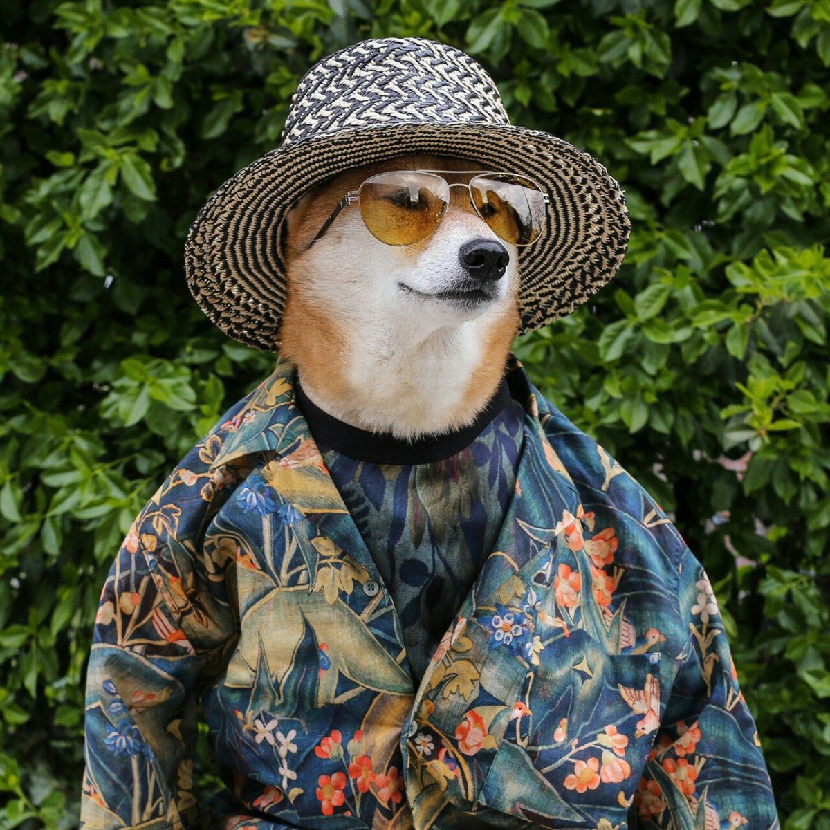 Сервал гуччи