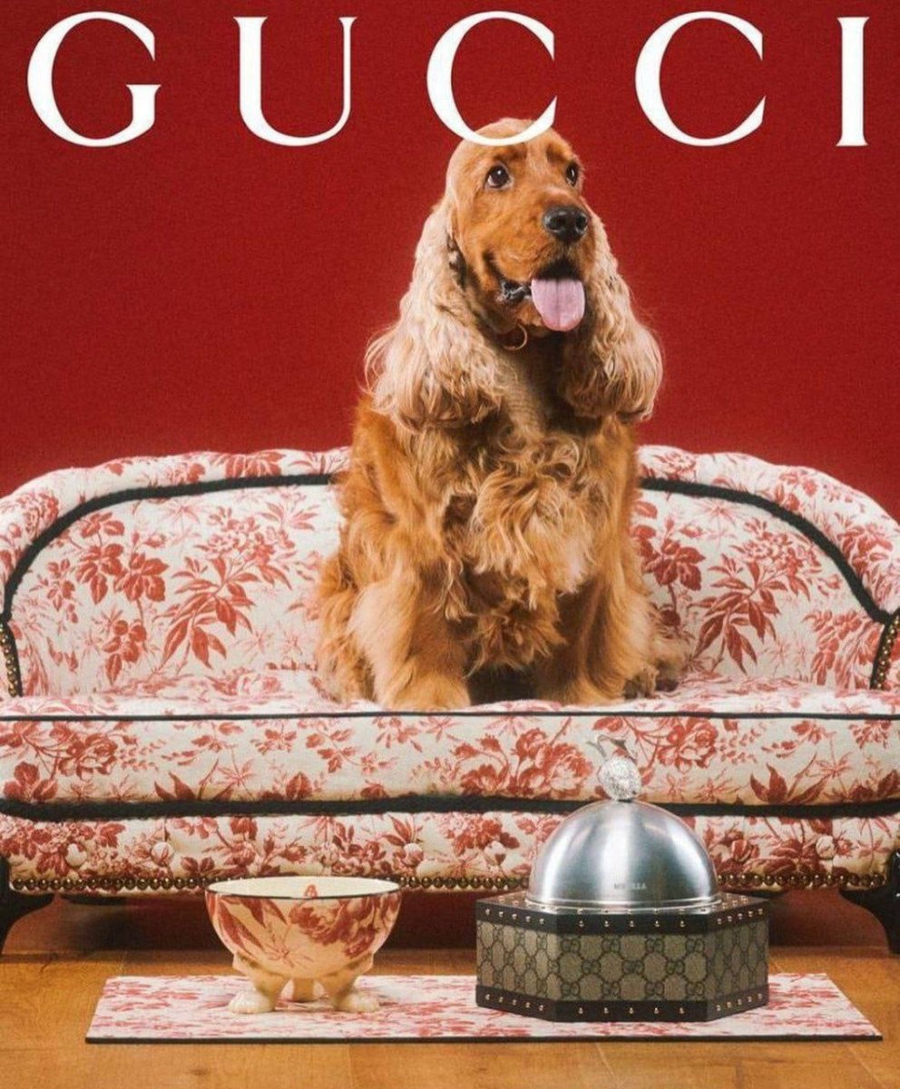 Куртка для собак гуччи