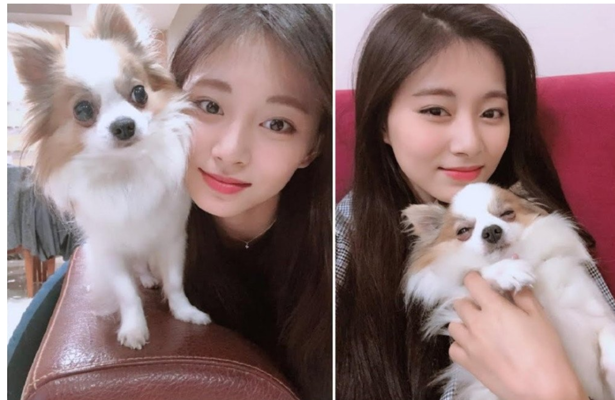 Пушистая собака чау-чау