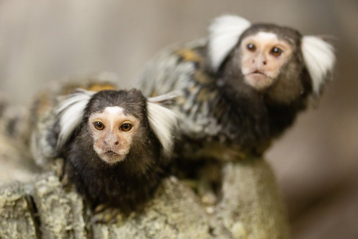 Мармозетка щетка