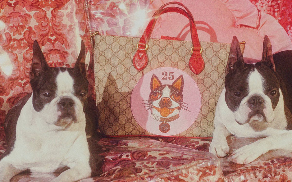 Одежда для собак Gucci