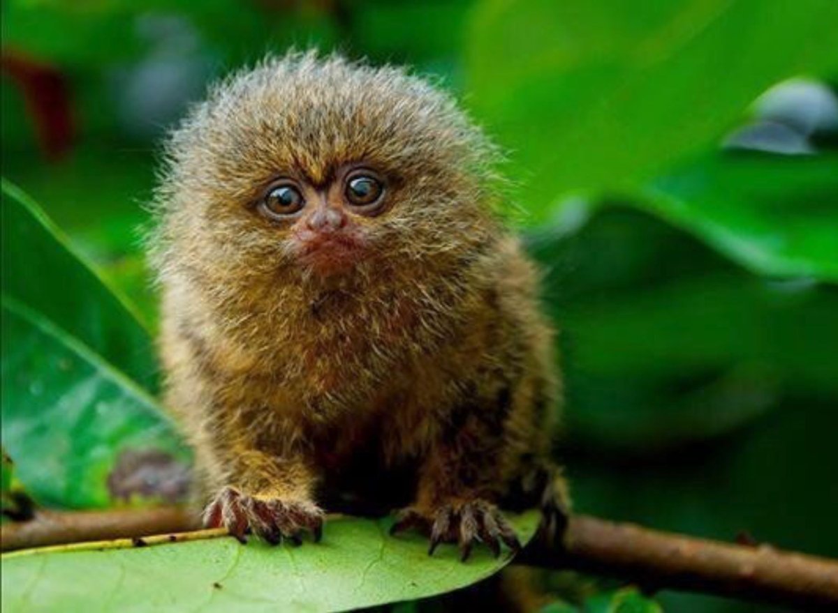 Карликовая игрунка зубы