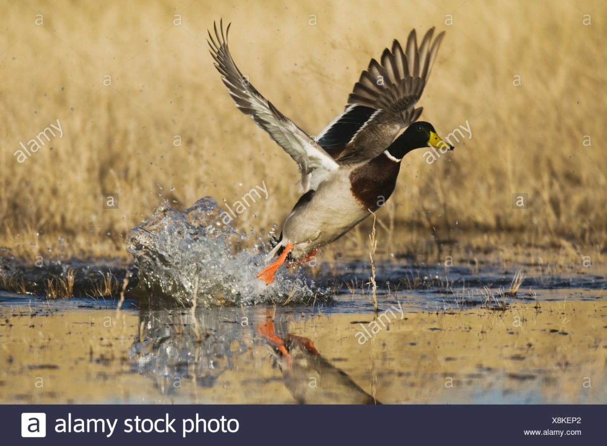 Охота с подсадной уткой на селезня
