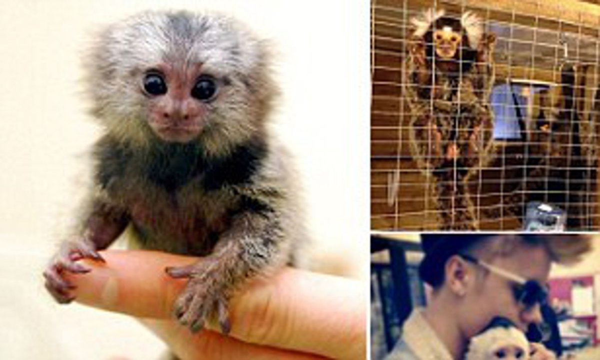 Обезьянка белоухая игрунка