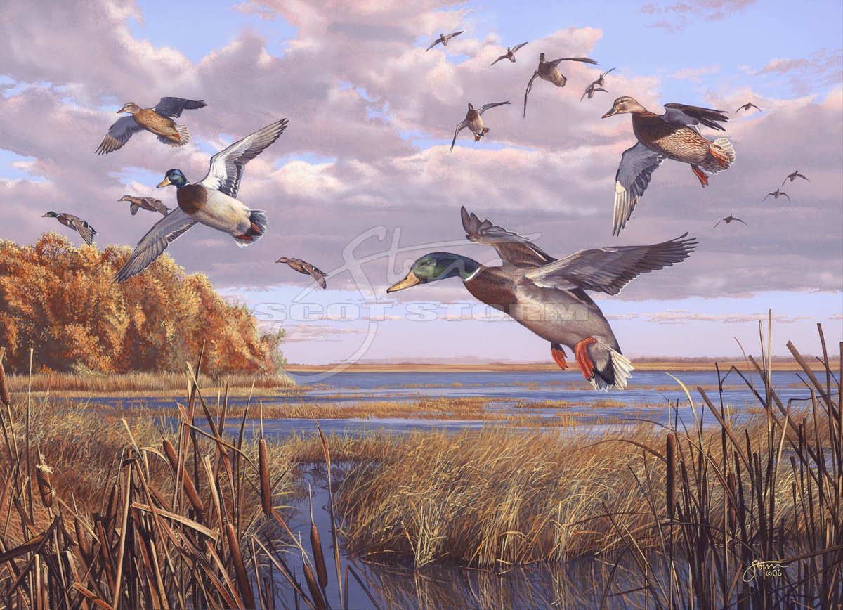 Весенняя охота на селезня с подсадной