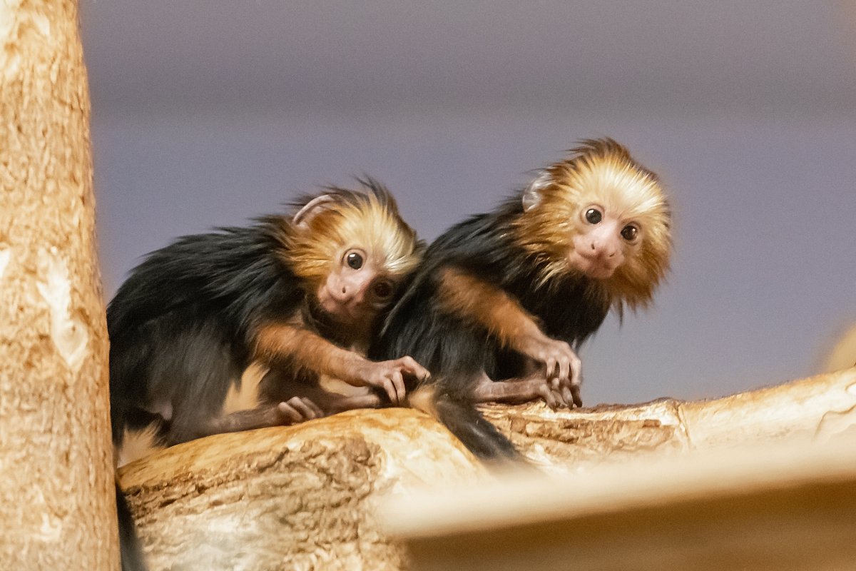 Игрунка обезьянка Живая