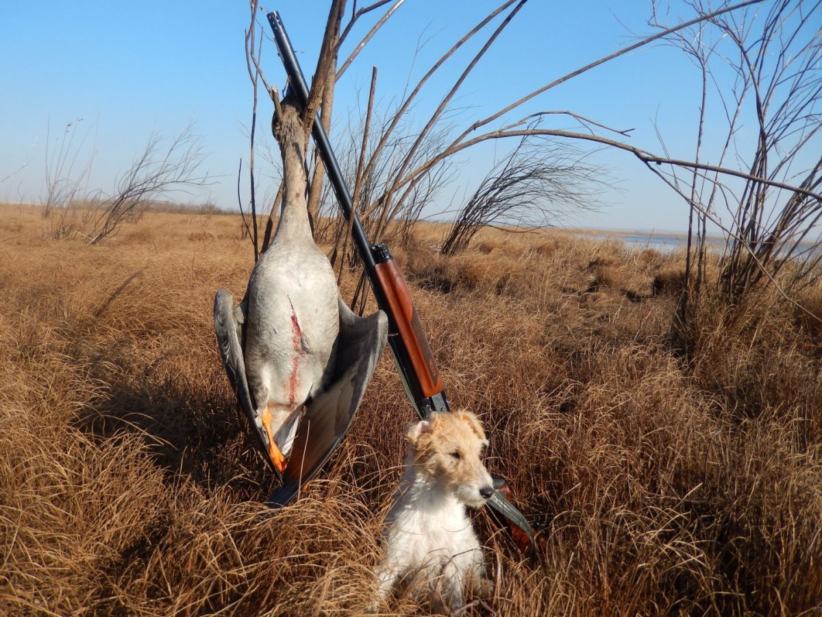 Весенняя охота