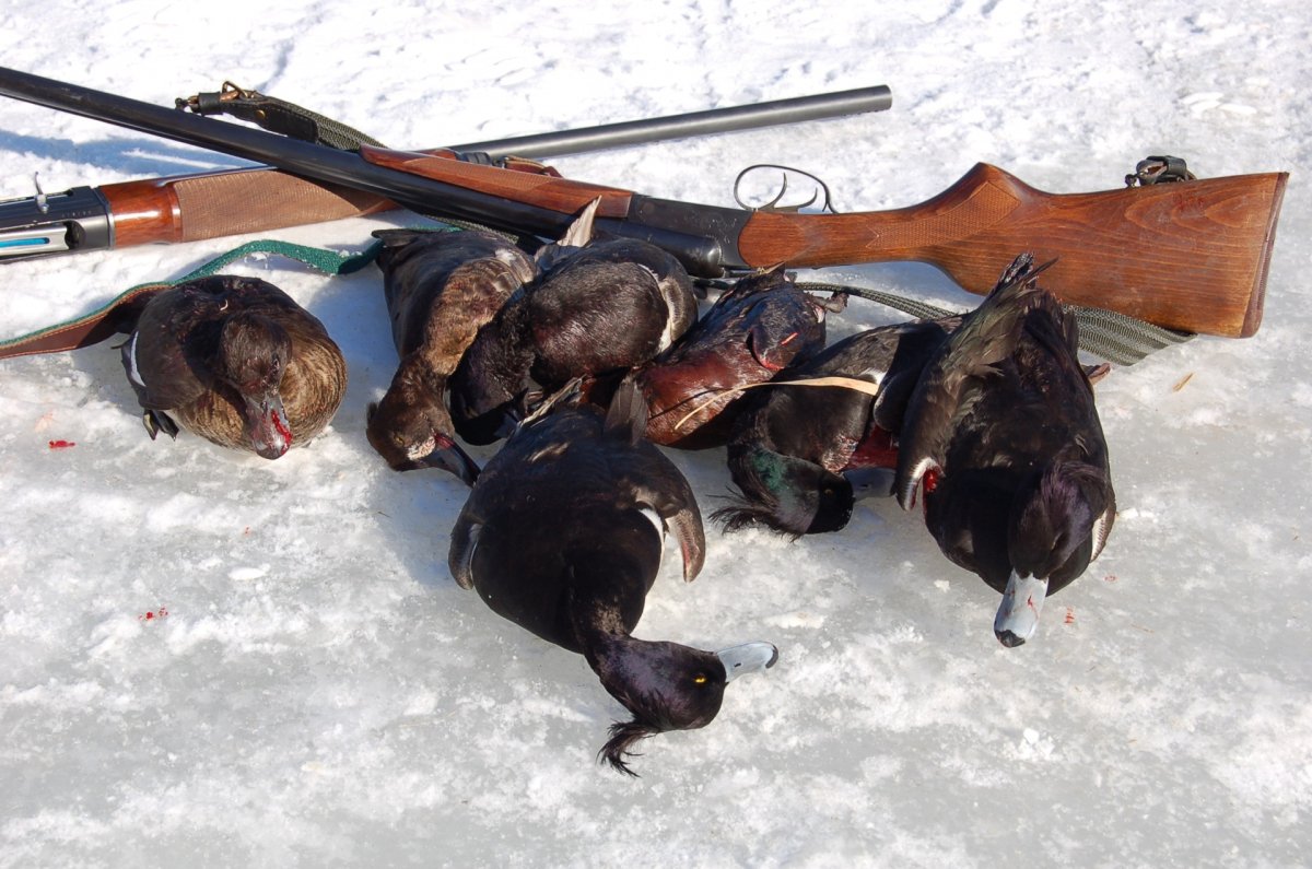 Охота на гуся на болотах 2022 год