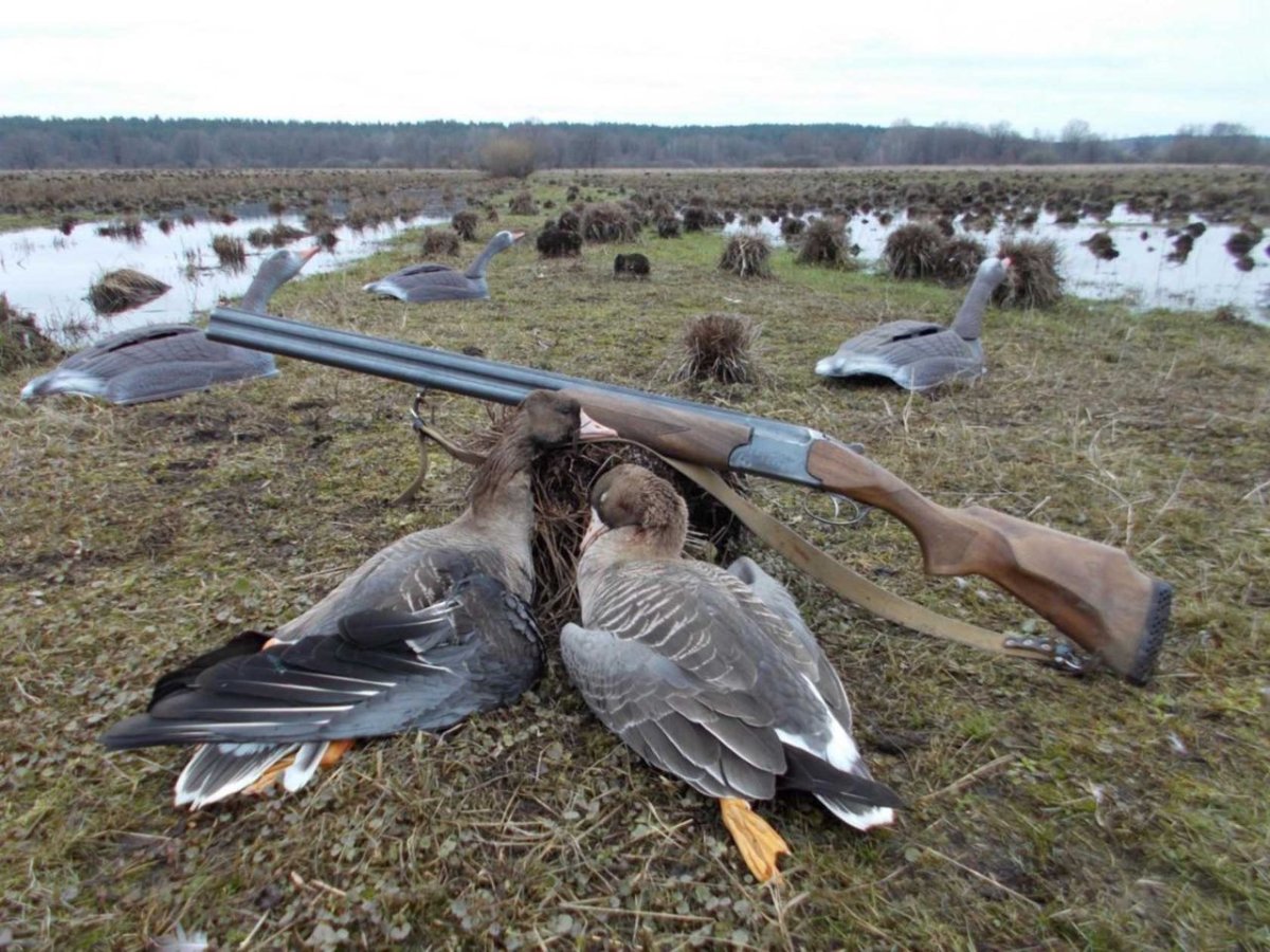 Обои на рабочий стол охота