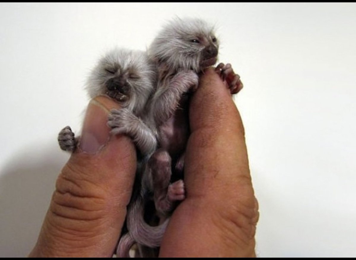 Мармозетка в Новосибирский зоопарк