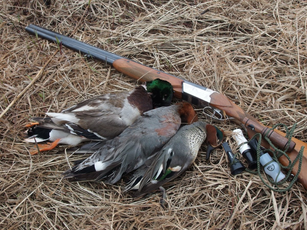 Охота с подсадной весной