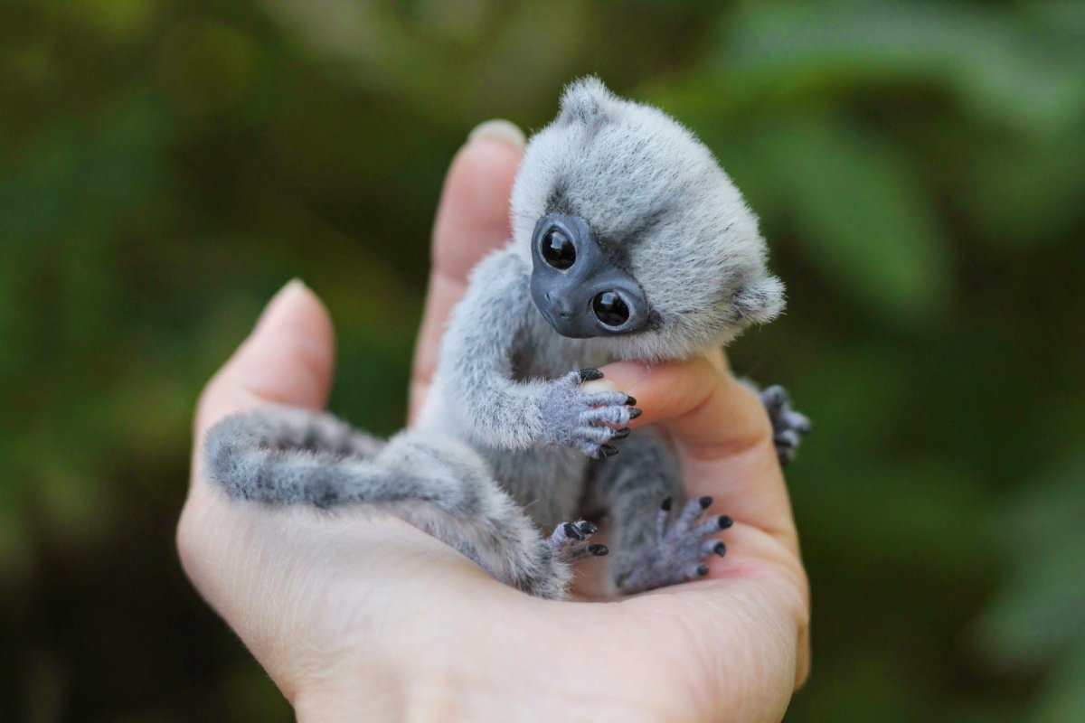 Карликовая мармозетка игрунка