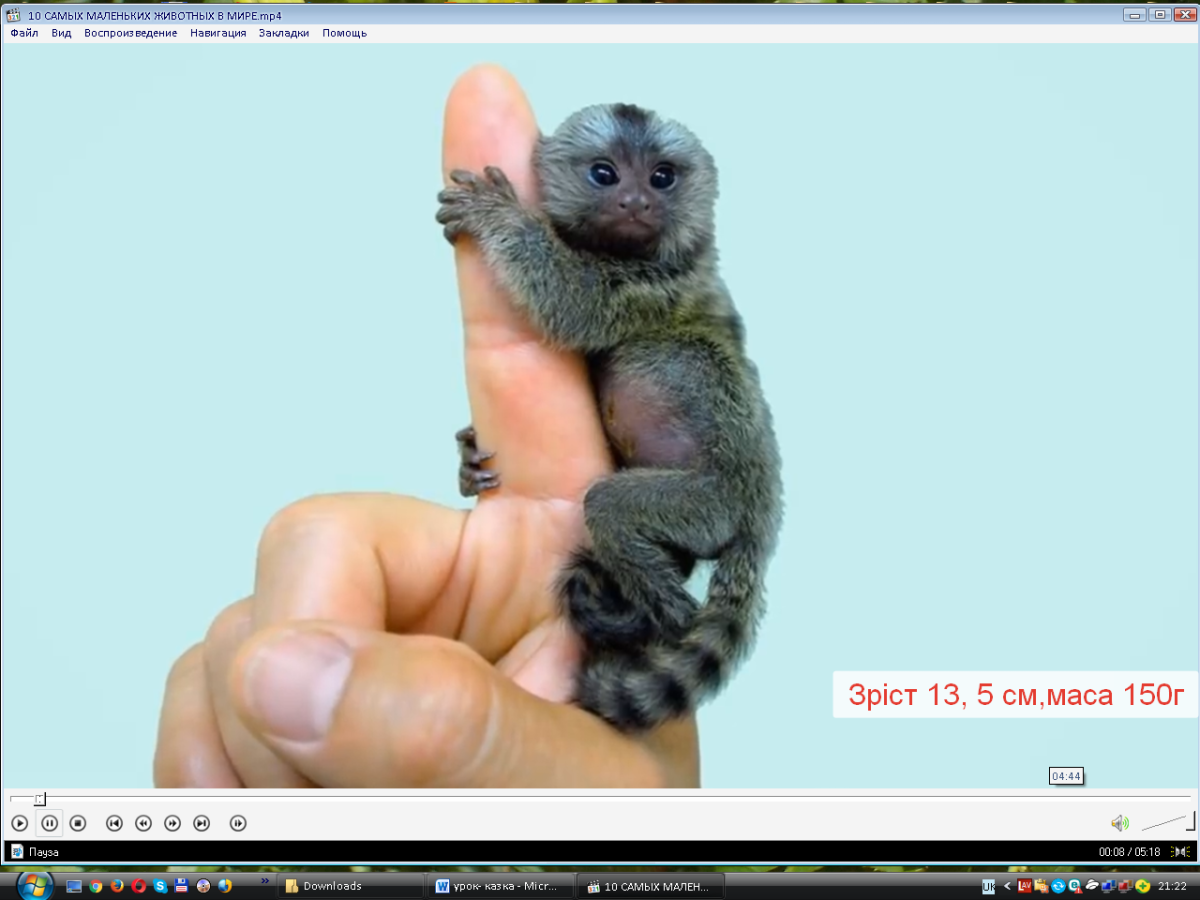 Ручная обезьянка игрунка