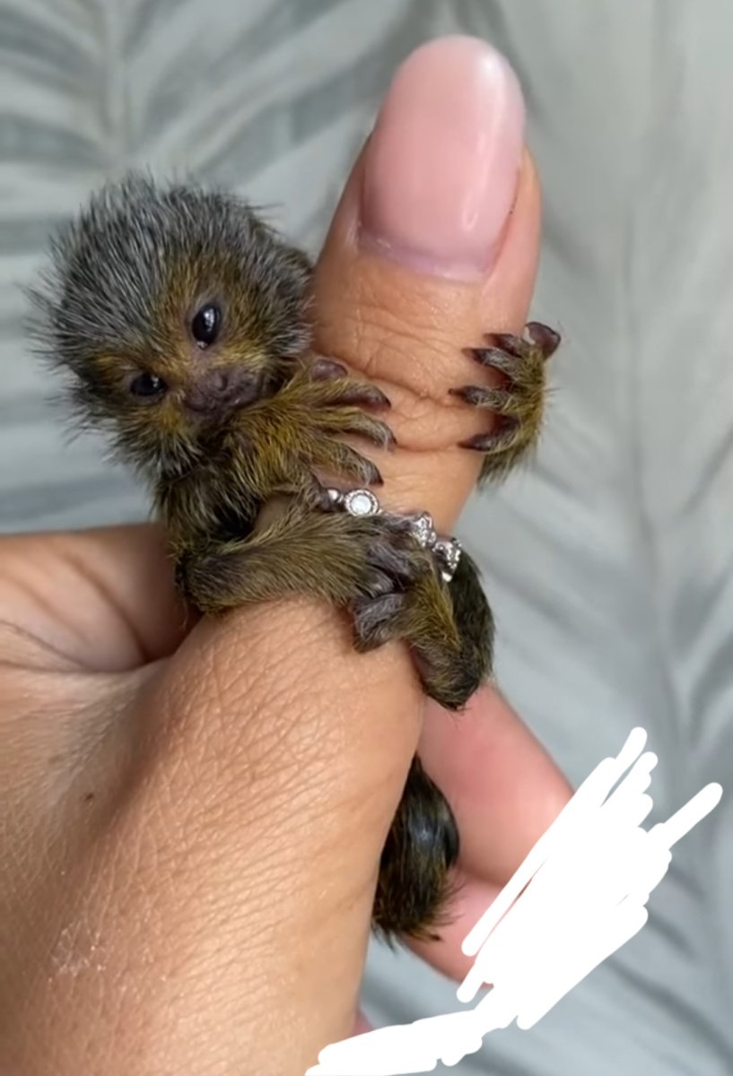 Мармозетка игрунка