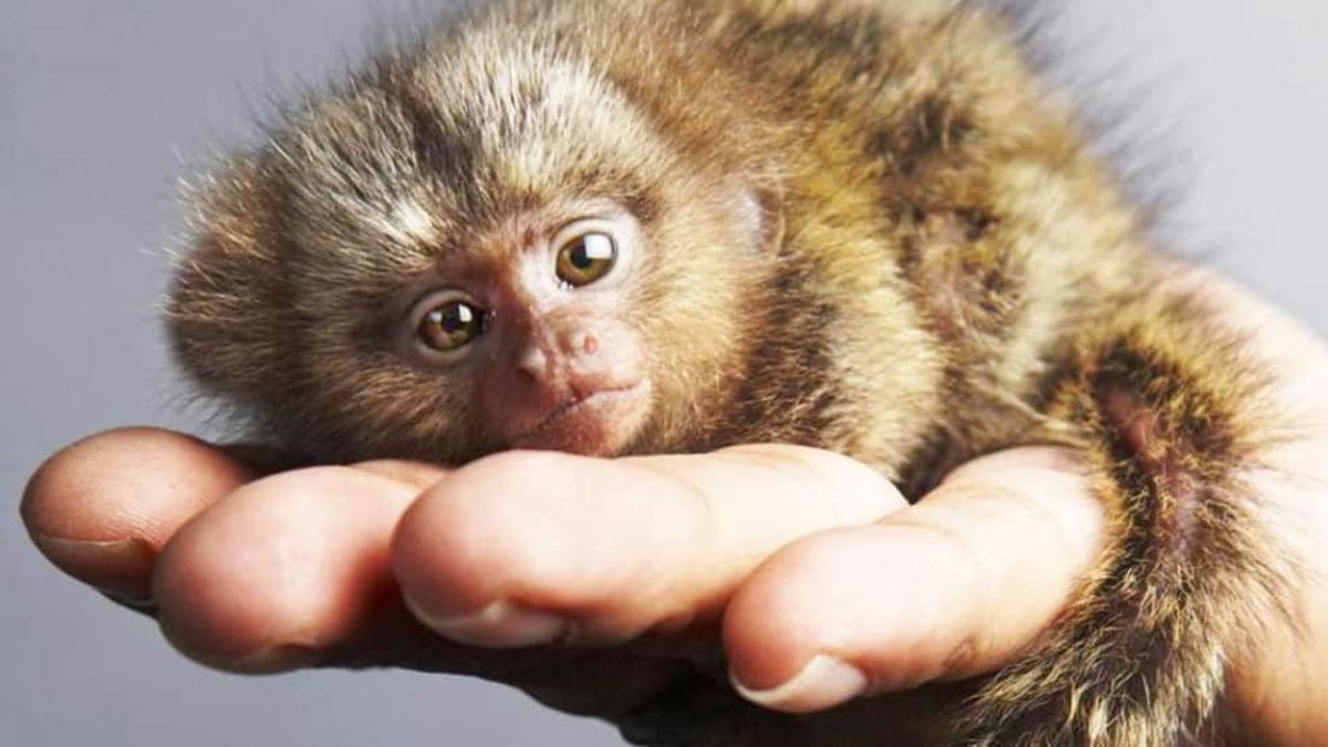 Маленькая обезьянка мармозетка
