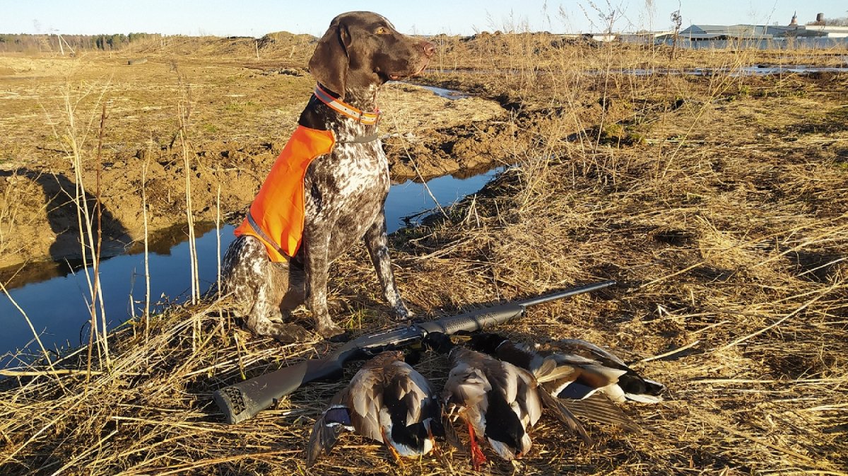 Принцип охоты на утку весной