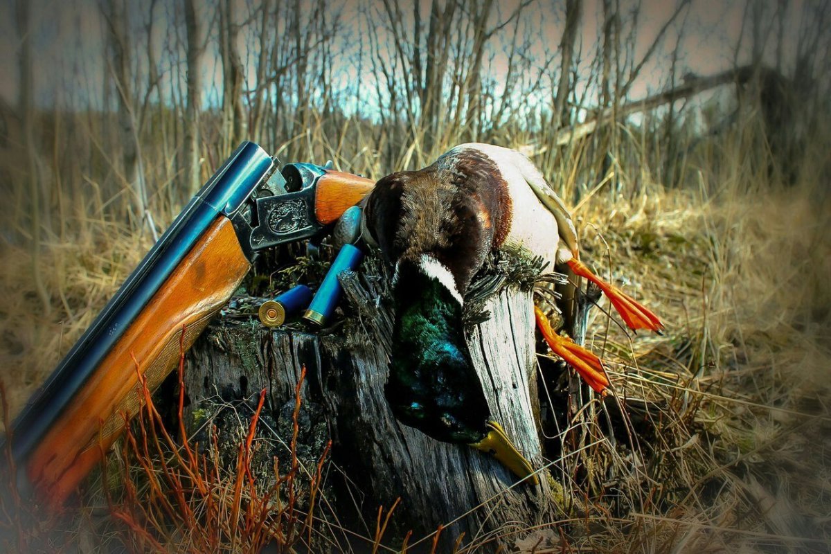 Картины охота на уток