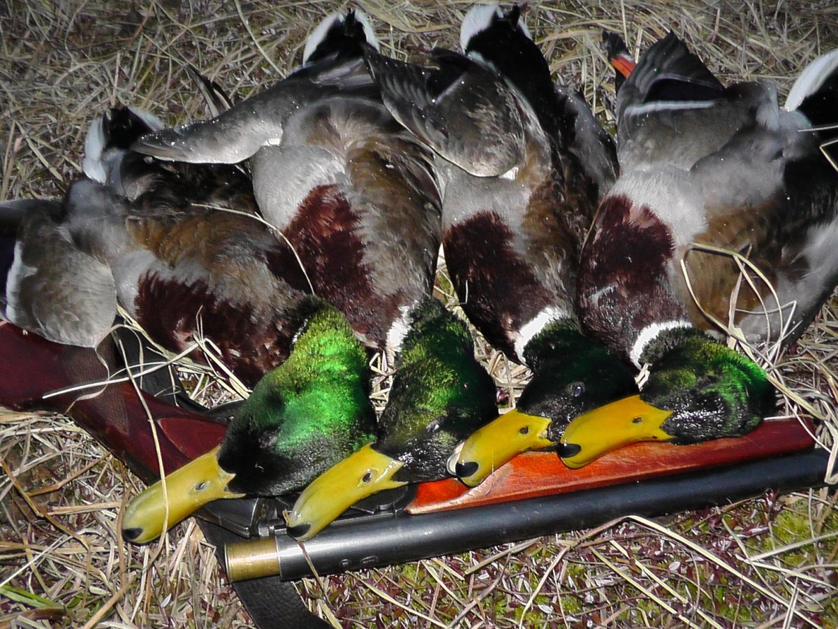 Картины Терри Редлина с утками