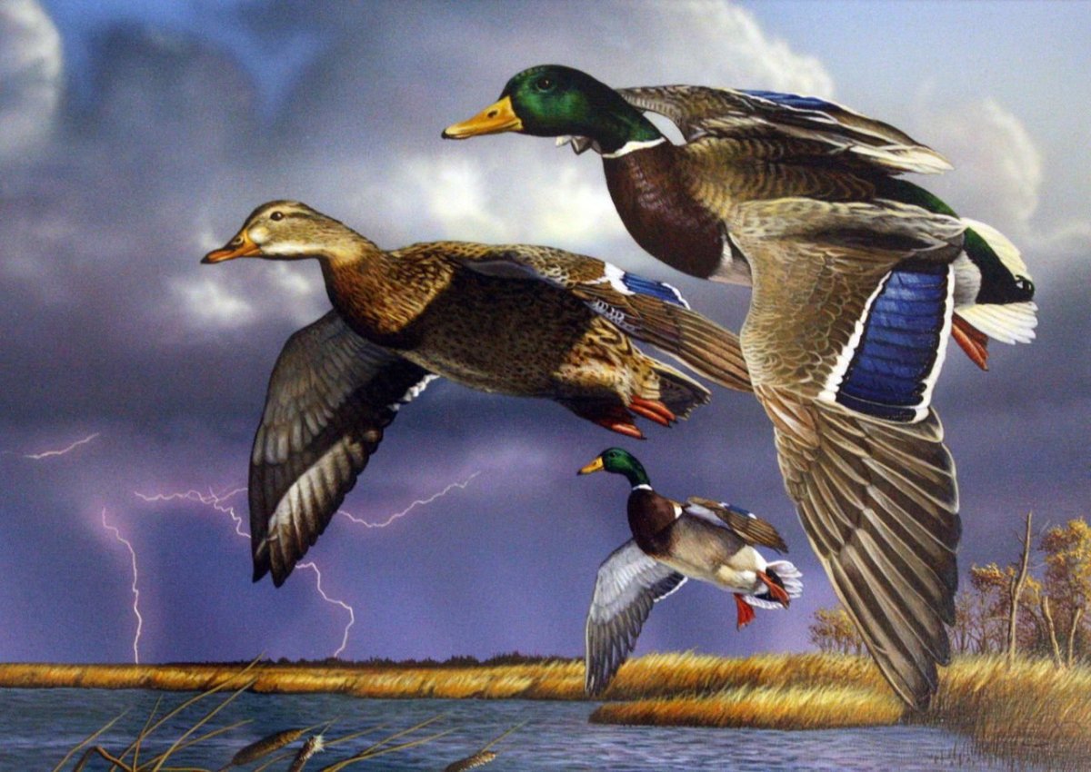 Весенний пейзаж утки