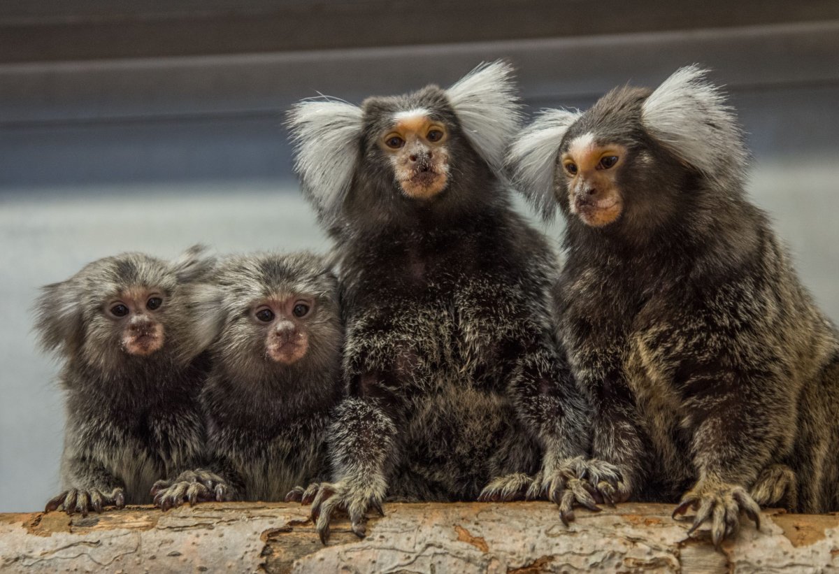 Швейцарская мармозетка