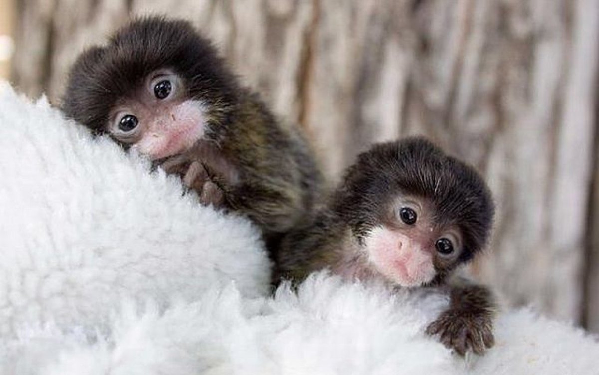 Карликовая обезьянка игрунка