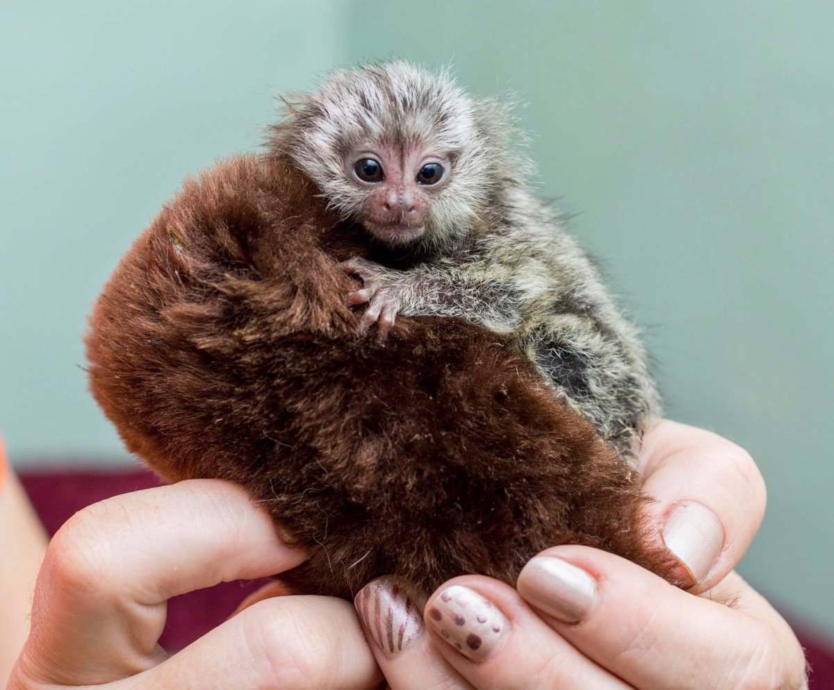 Обезьянка игрунка