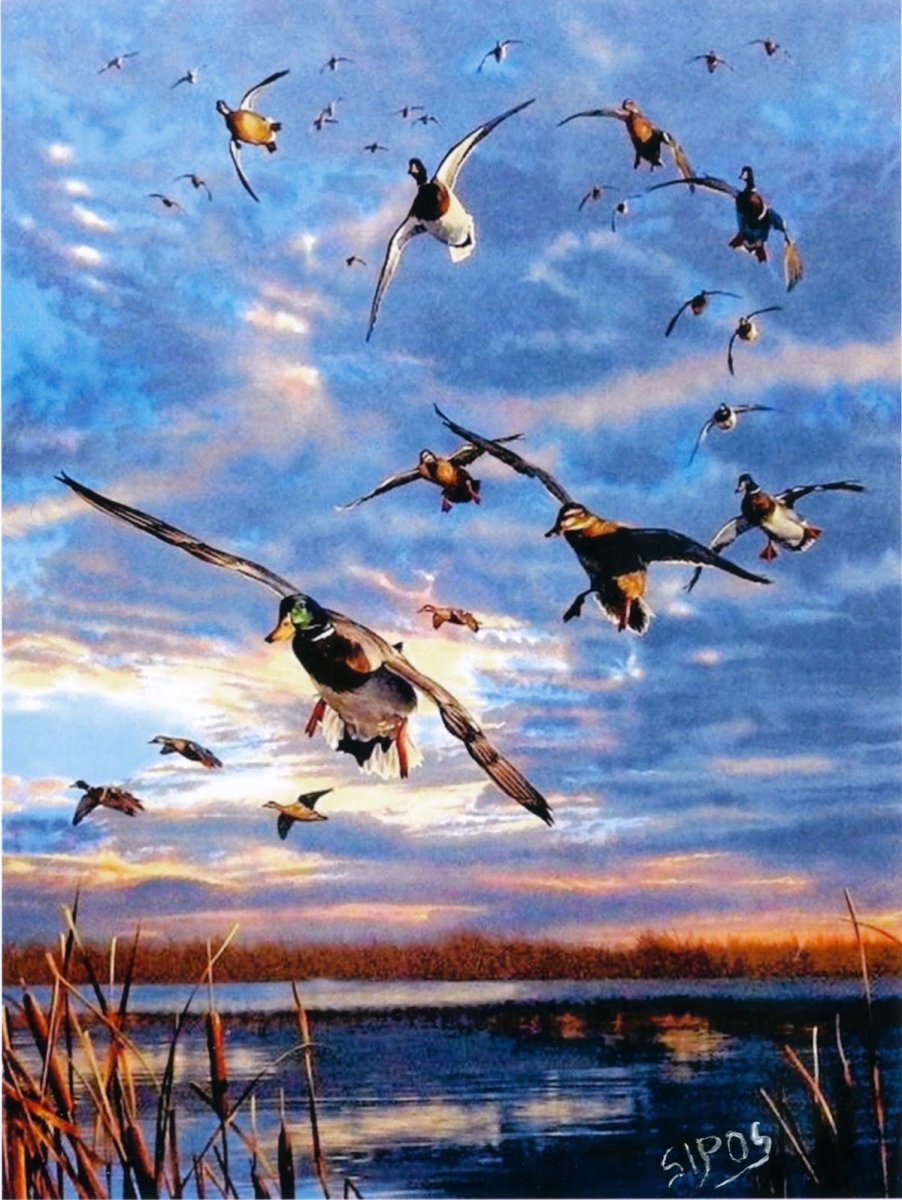 Девушки на охоте на уток