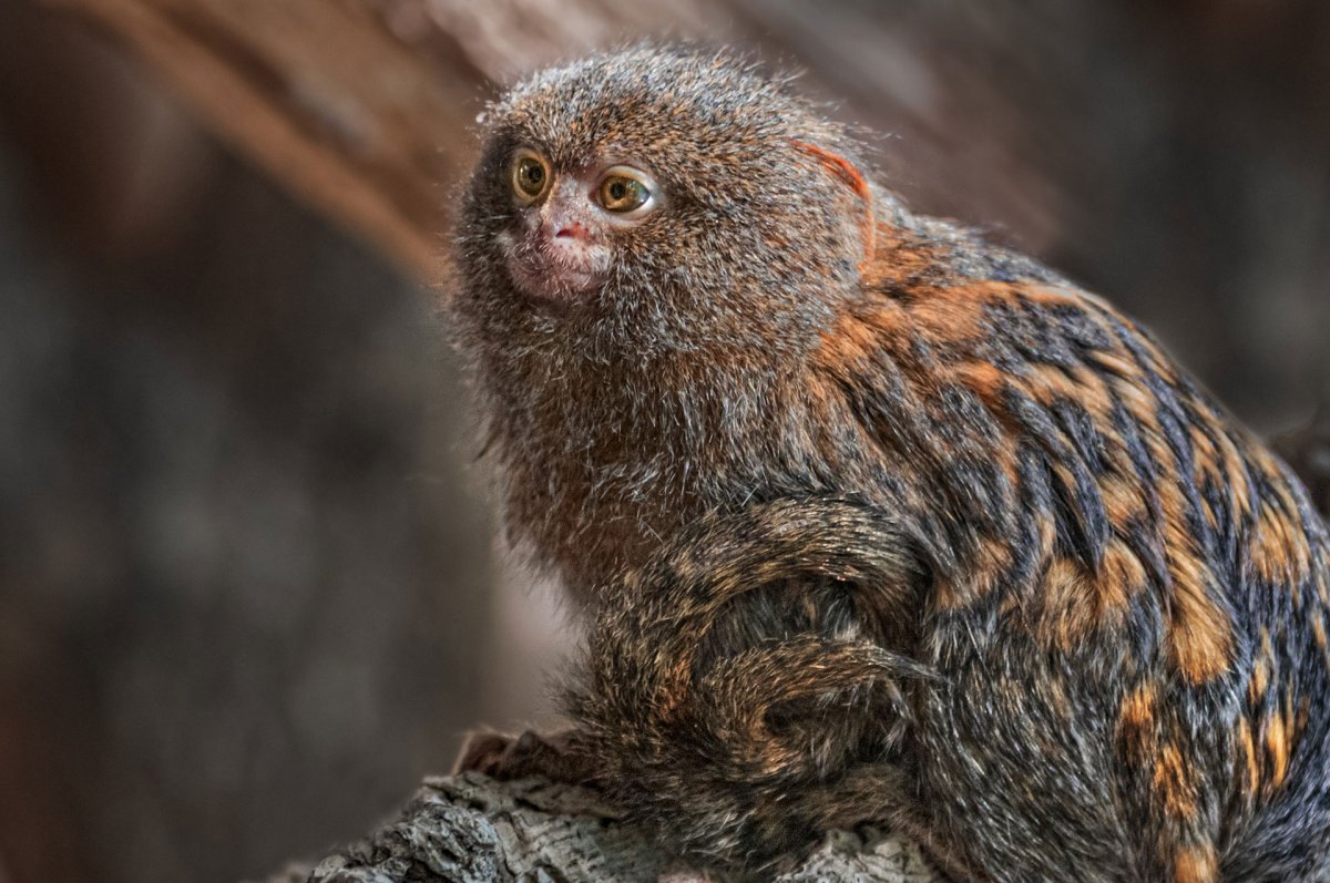 Мармозетка детеныш новорожденный