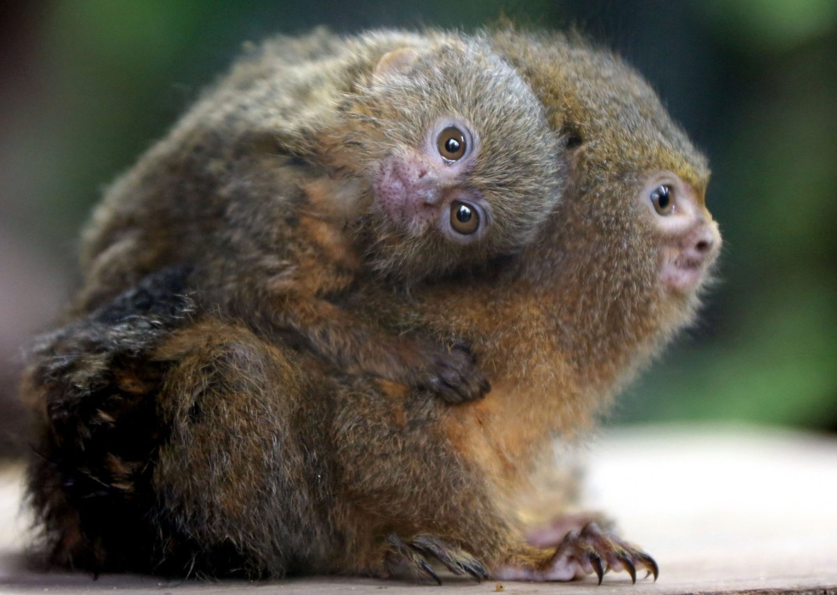 Маленькие летающие обезьянки