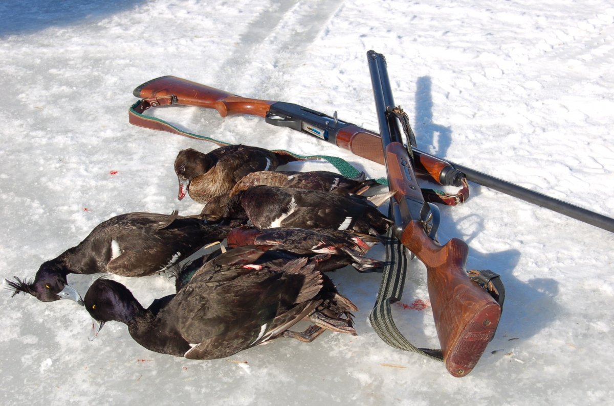 Охота на уток