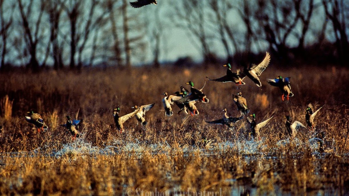 Охота на уток