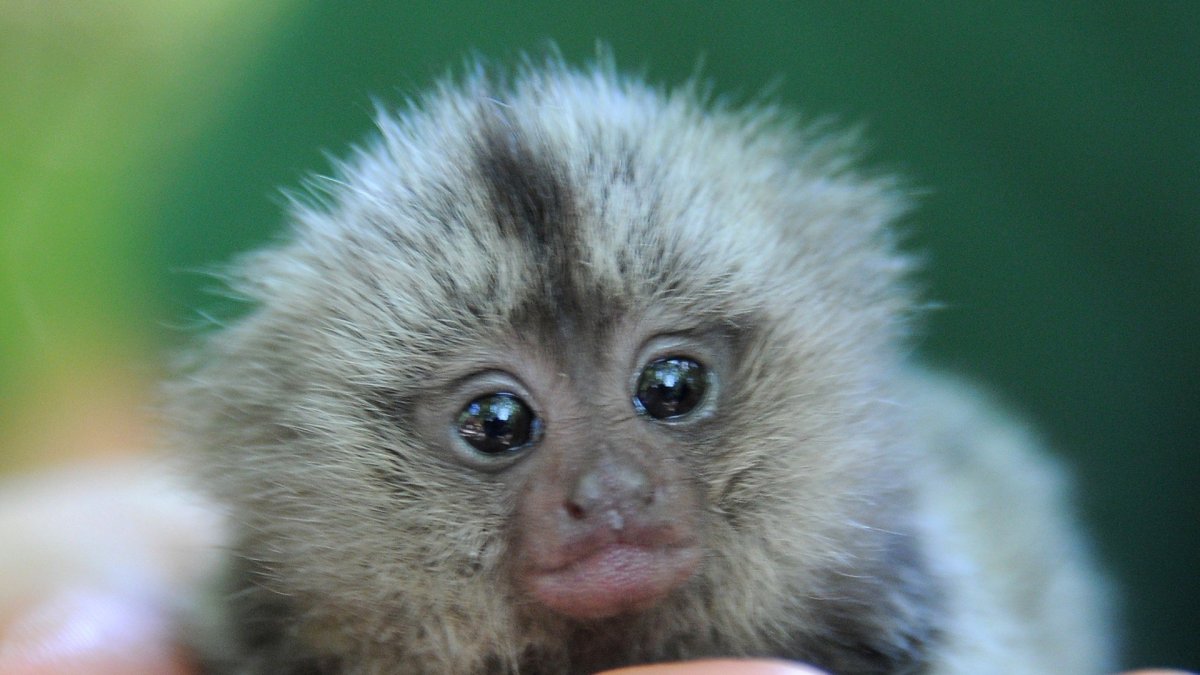 Карликовая игрунка род