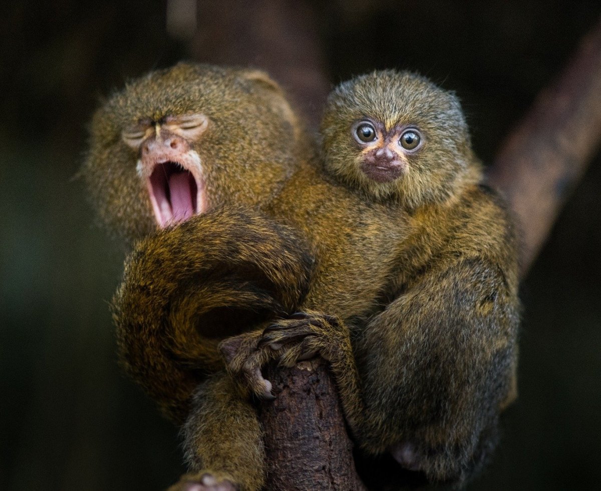 Мармозетка игрунка