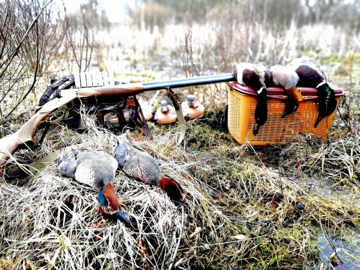 Охота на уток