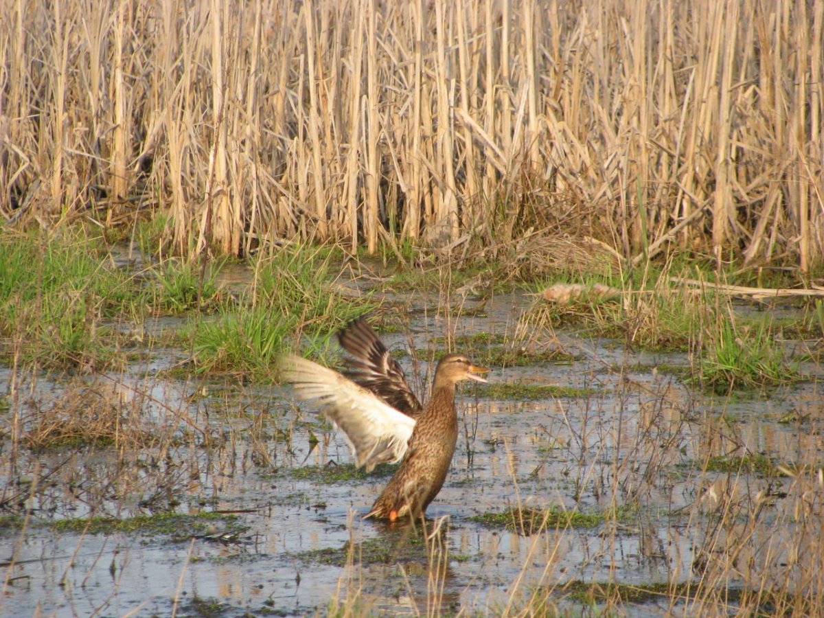 Ружьё охотничье на утку