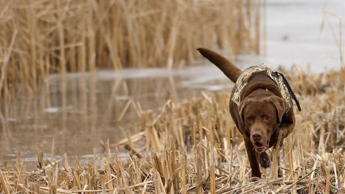 Охота на уток 2020 года Новосибирской области