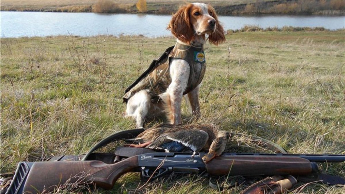 Охота на уток в Канаде