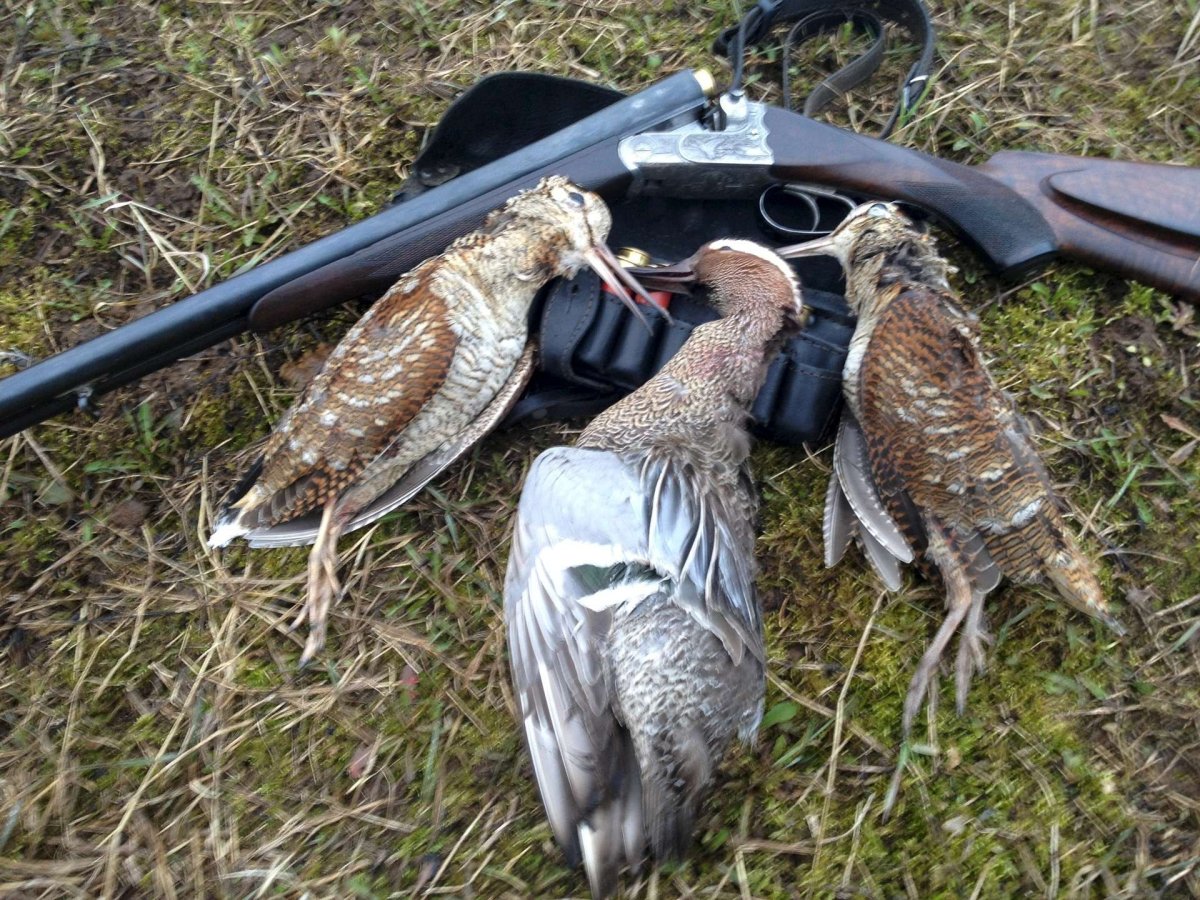 Собака на утку