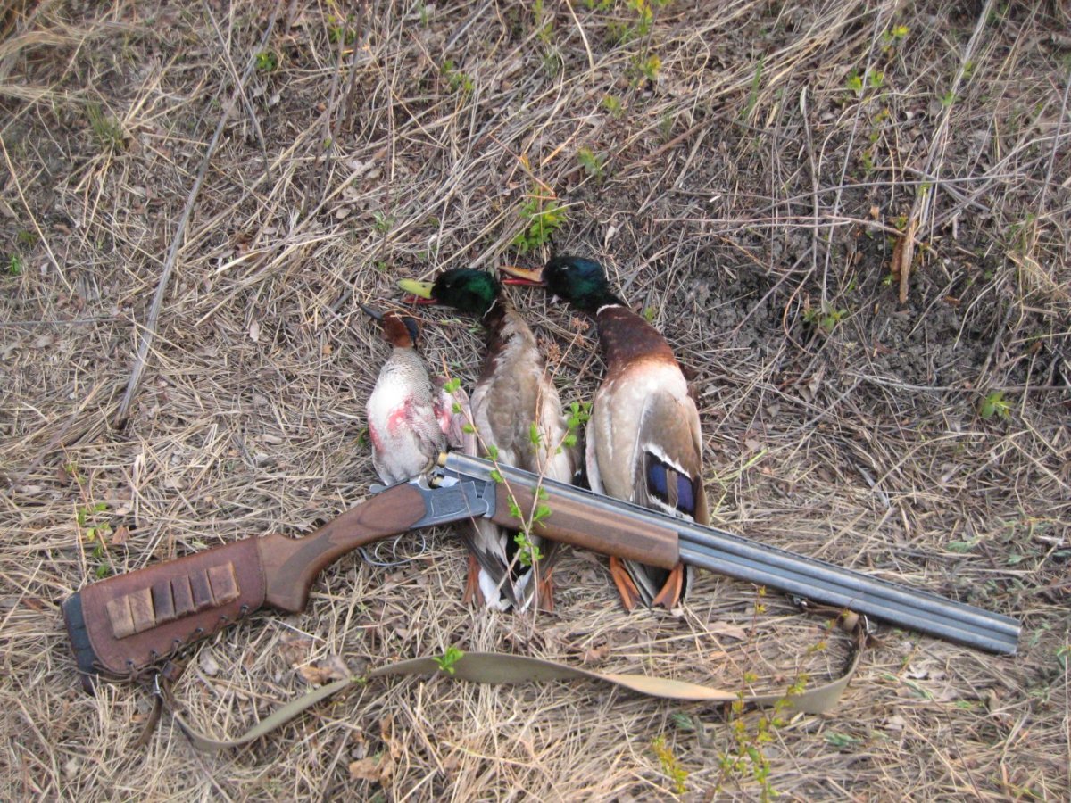 Охота на уток живопись