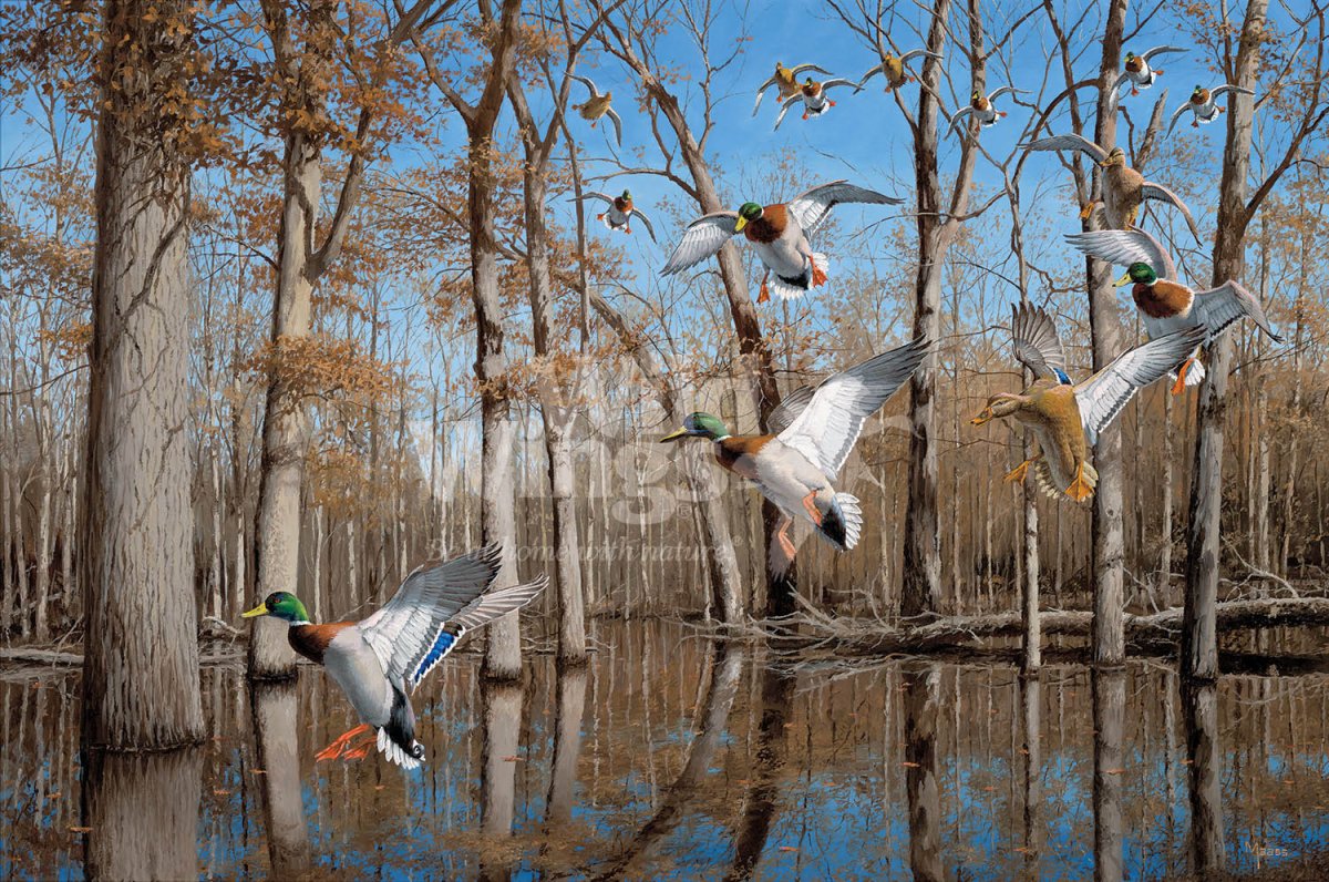 Бронированная утка