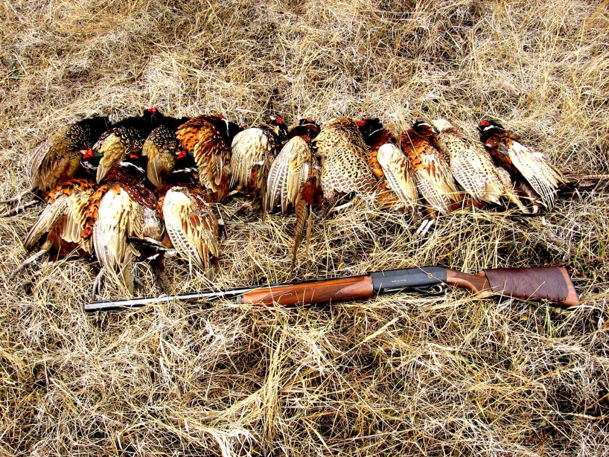 Сезон охоты на пернатую дичь