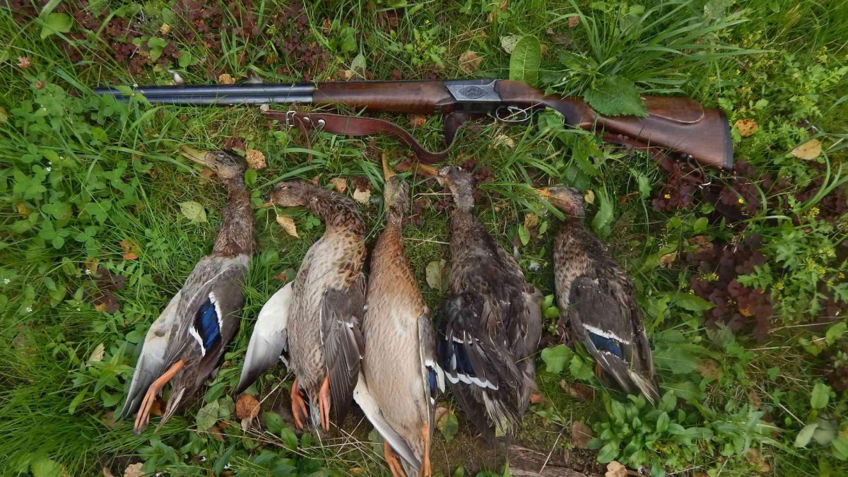 Охота на уток 2019 Астраханская область