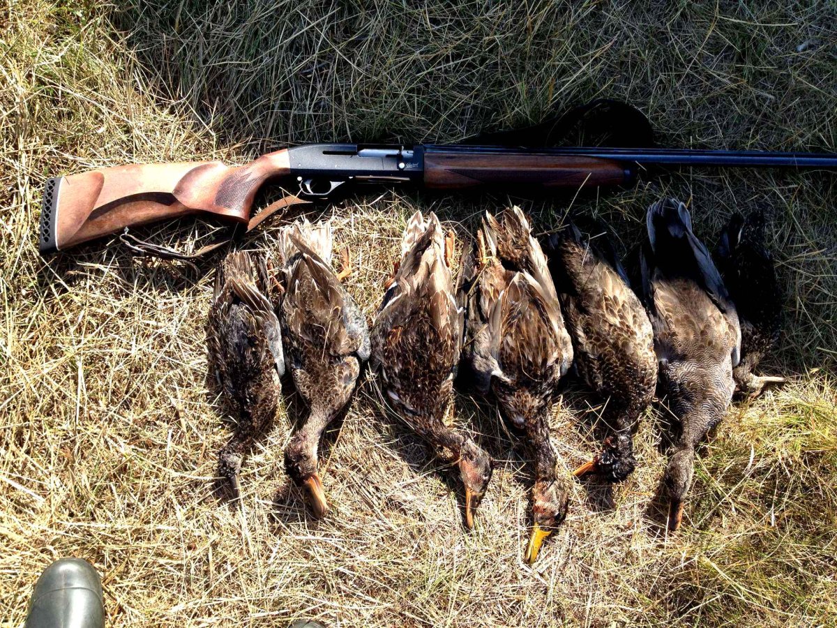 Охота летом