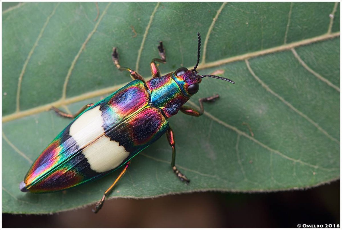 Жук Buprestidae