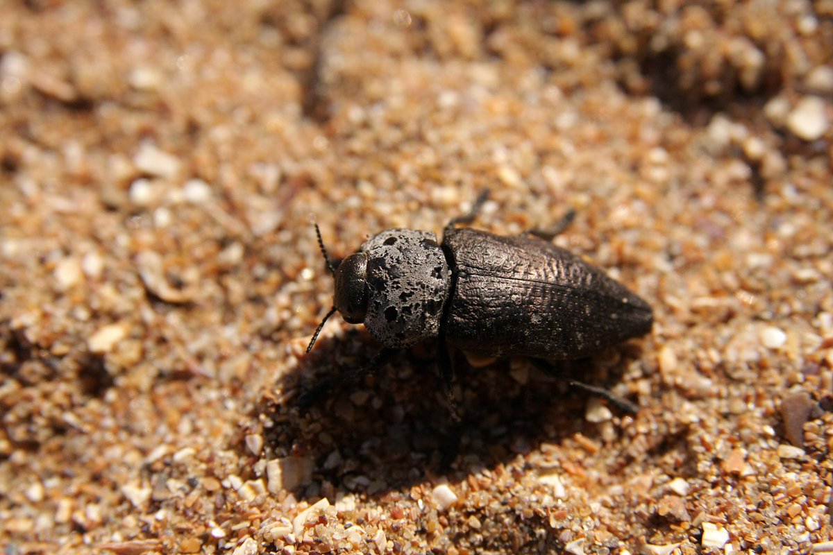 Жук Златка черная