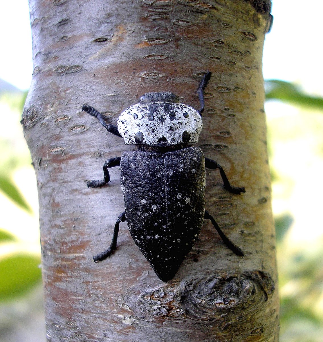 Capnodis tenebrionis