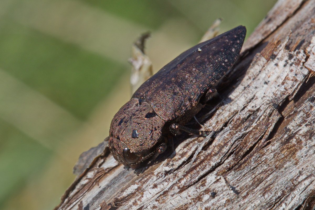 Capnodis tenebricosa (Olivier)