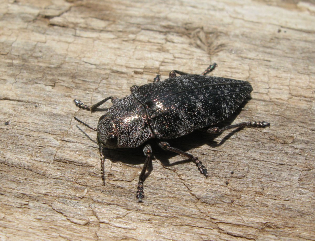 Жук Златка медная