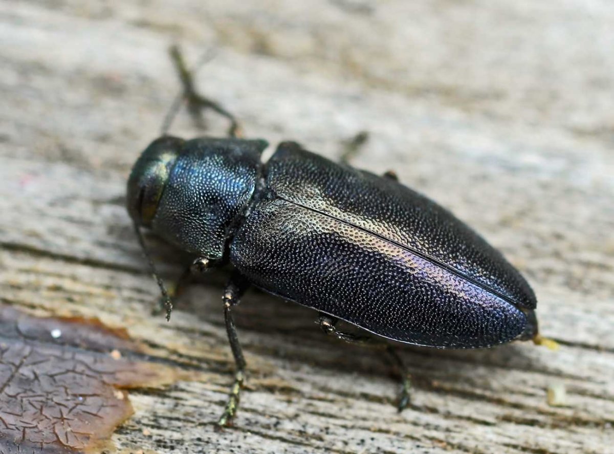 Жук Сосновая Златка