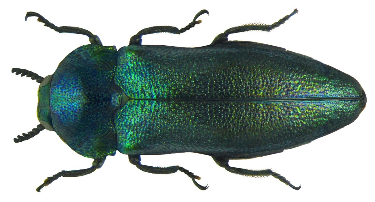 Златка бронзовая плодовая